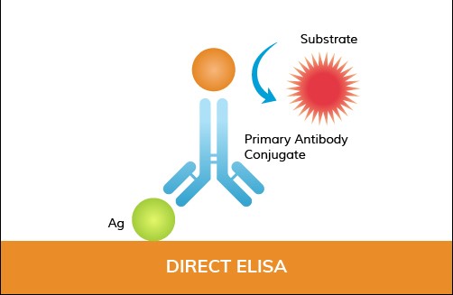Direct ELISA